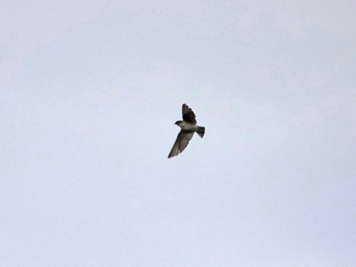 Violet-green Swallow - ML642796400
