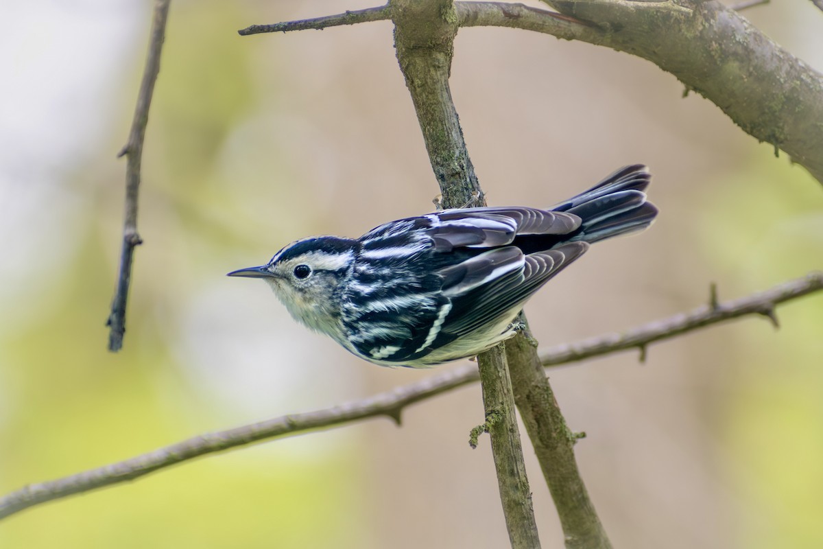 Black-and-white Warbler - ML642796401