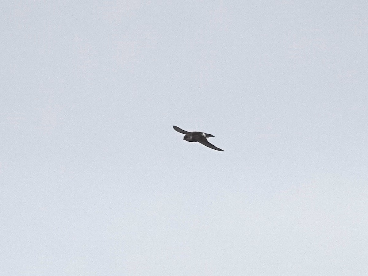 Violet-green Swallow - ML642796402