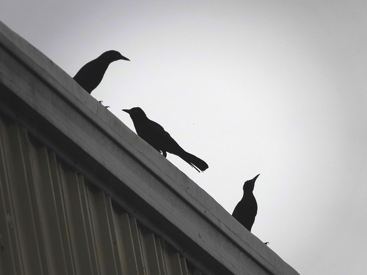 Great-tailed Grackle - ML642796419