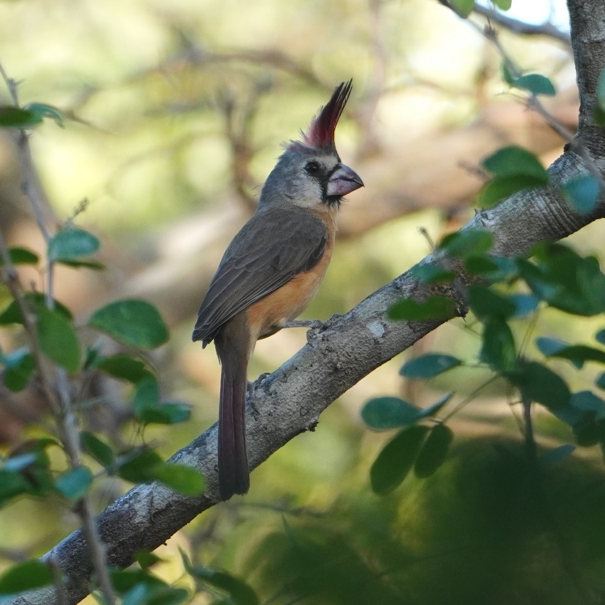 Vermilion Cardinal - ML642796420