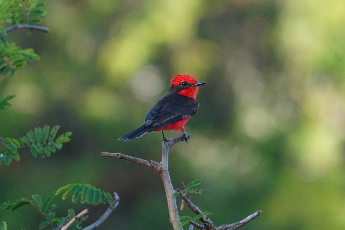 Vermilion Flycatcher - ML642796422