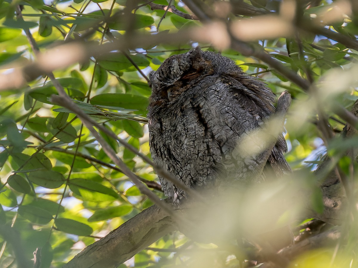 Flammulated Owl - ML642796430