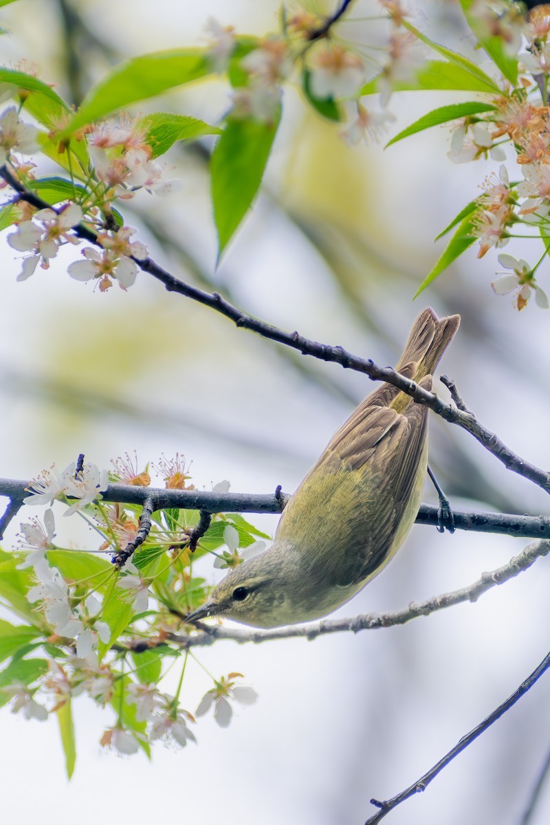 Tennessee Warbler - ML642796432