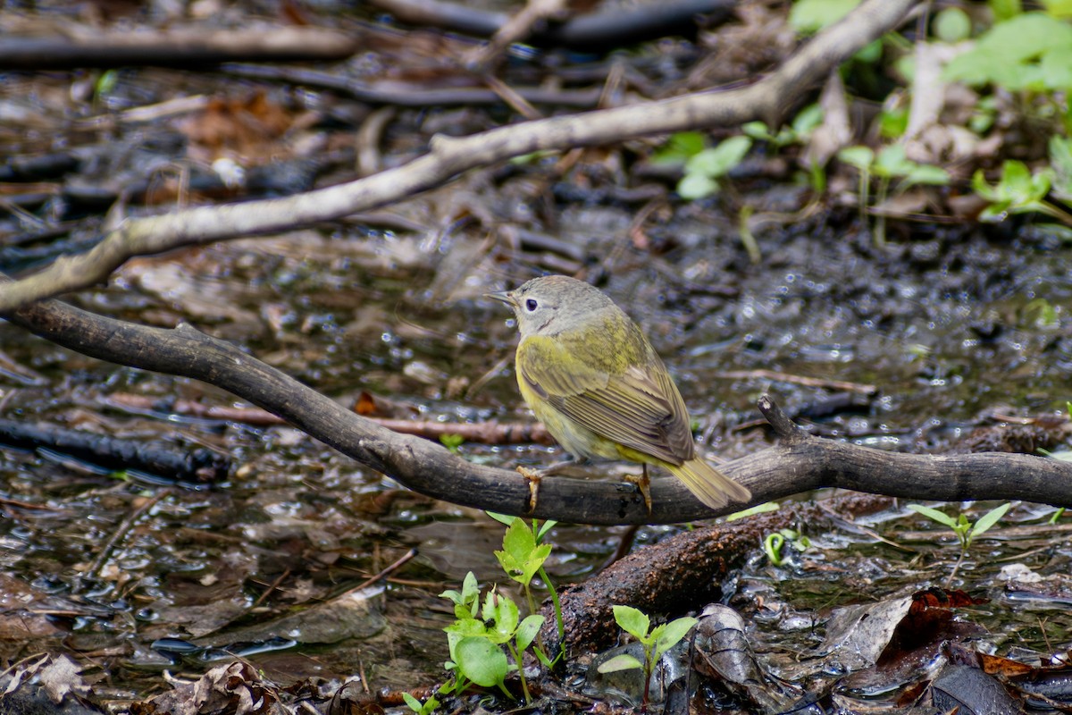 Nashville Warbler - ML642796437