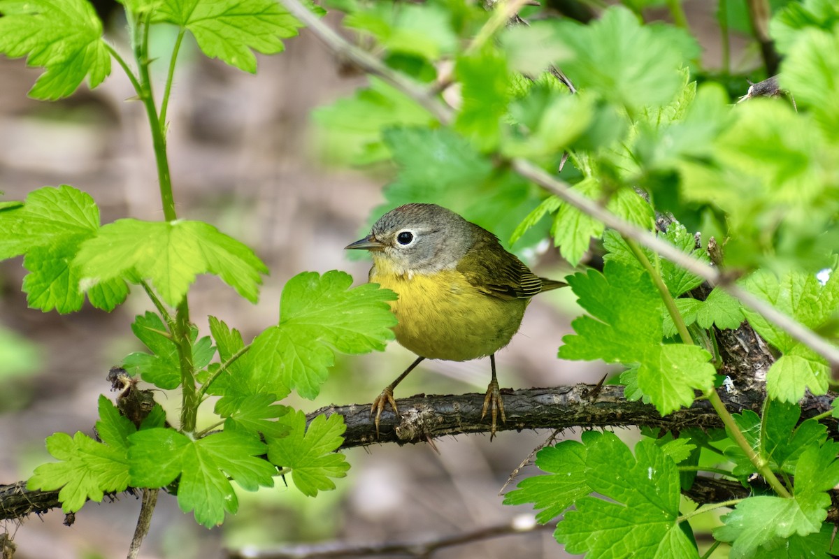 Nashville Warbler - ML642796438