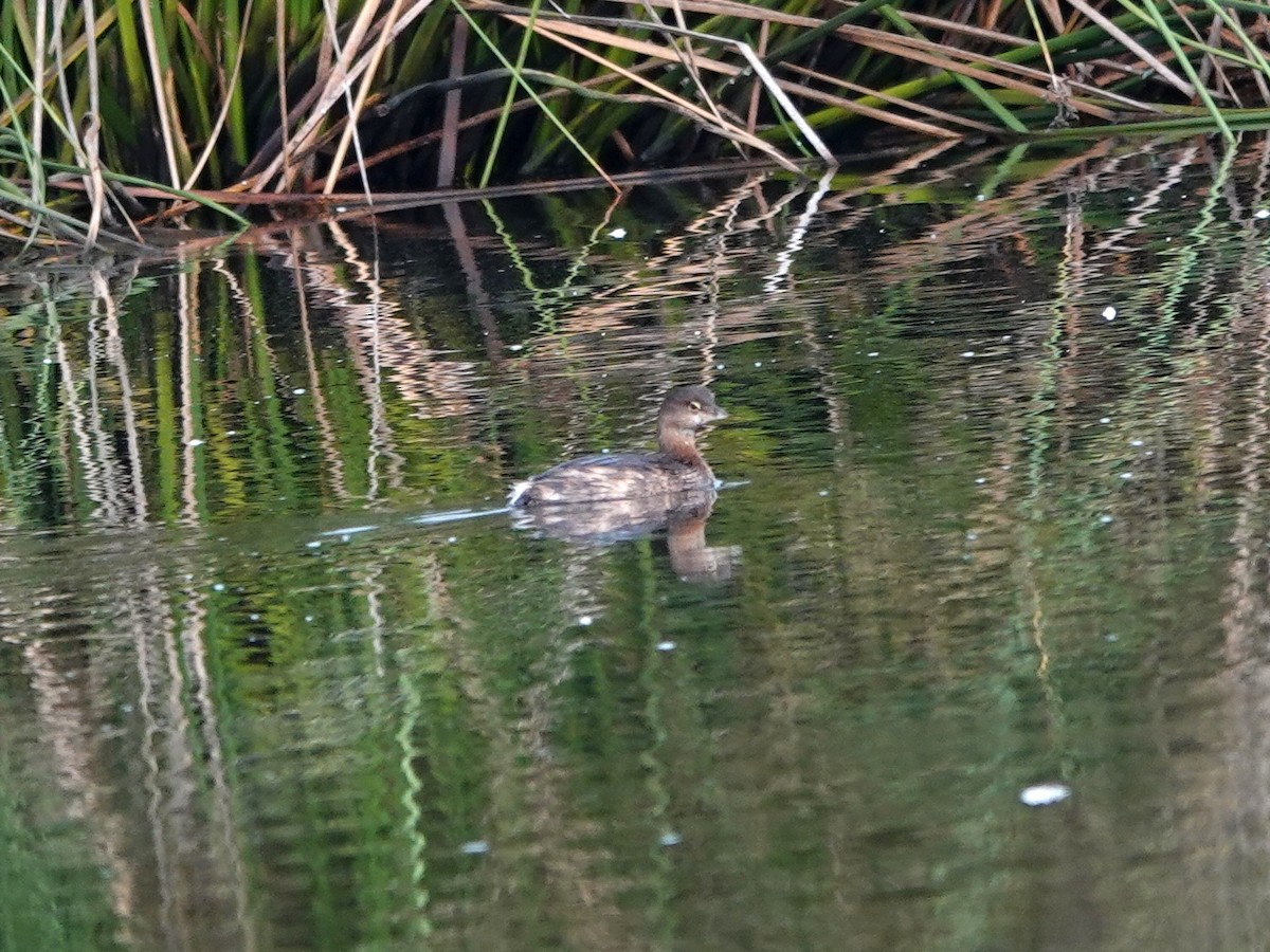 Pied-billed Grebe - ML642796441