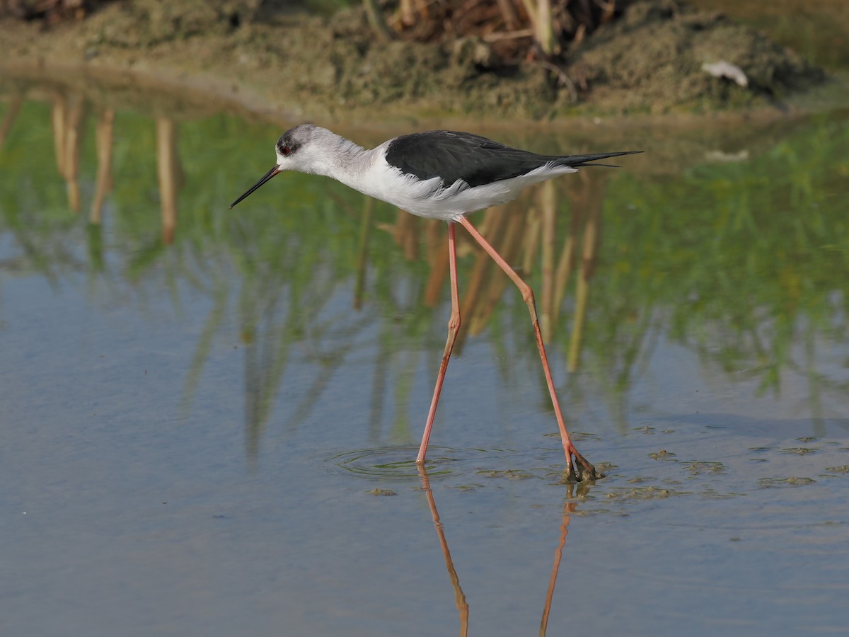 Эгэл хилэн жигүүр - ML642796449