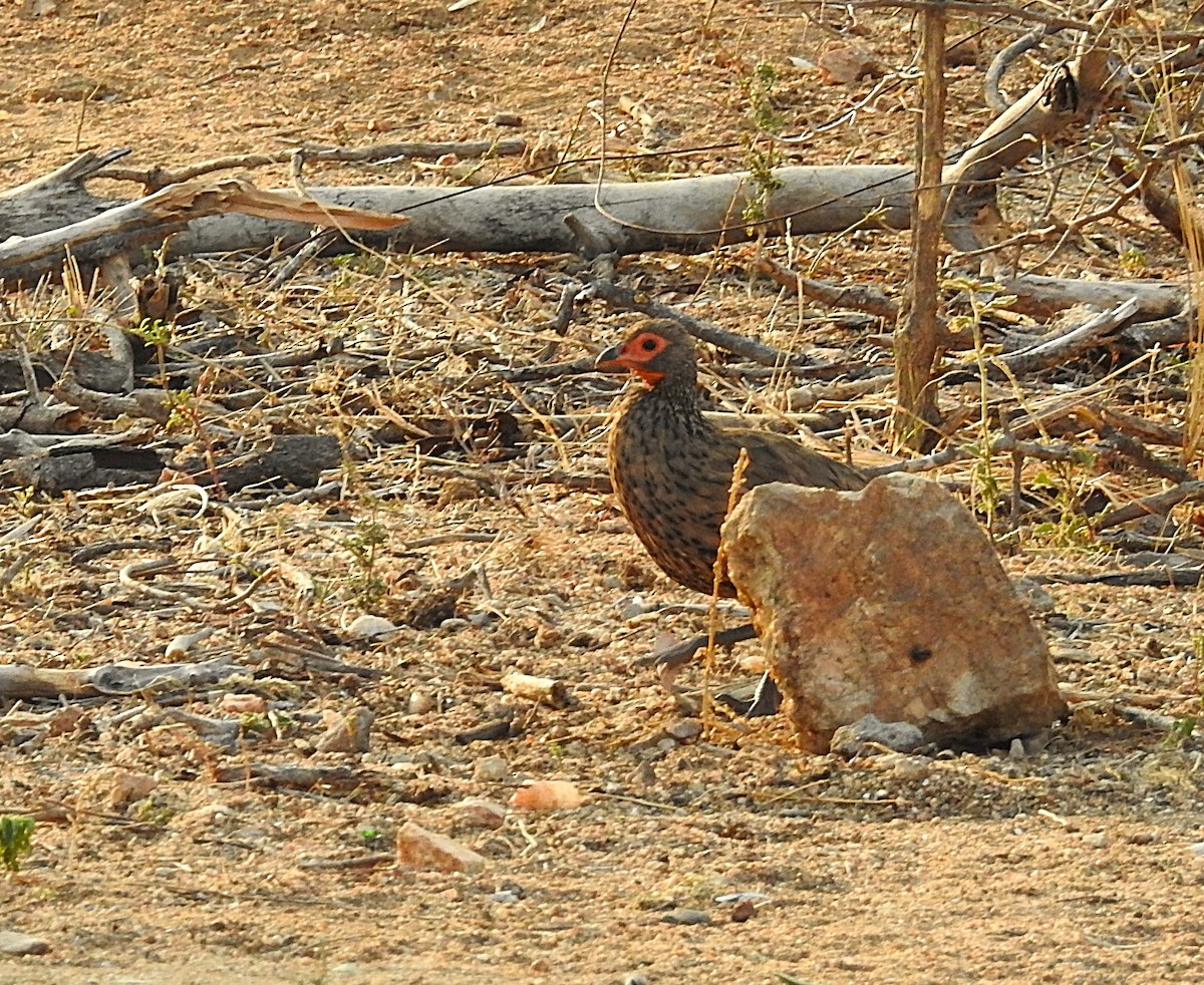 Swainson's Spurfowl - ML642796450