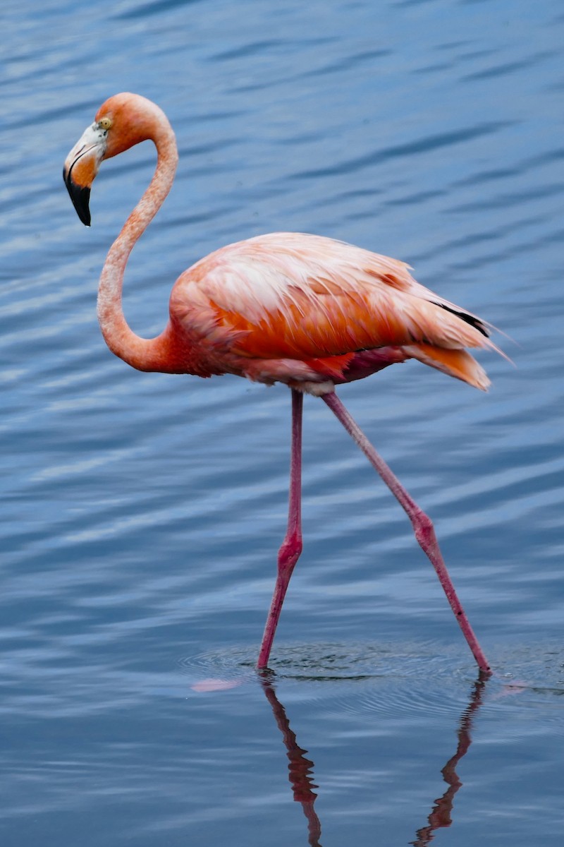 American Flamingo - ML642796452