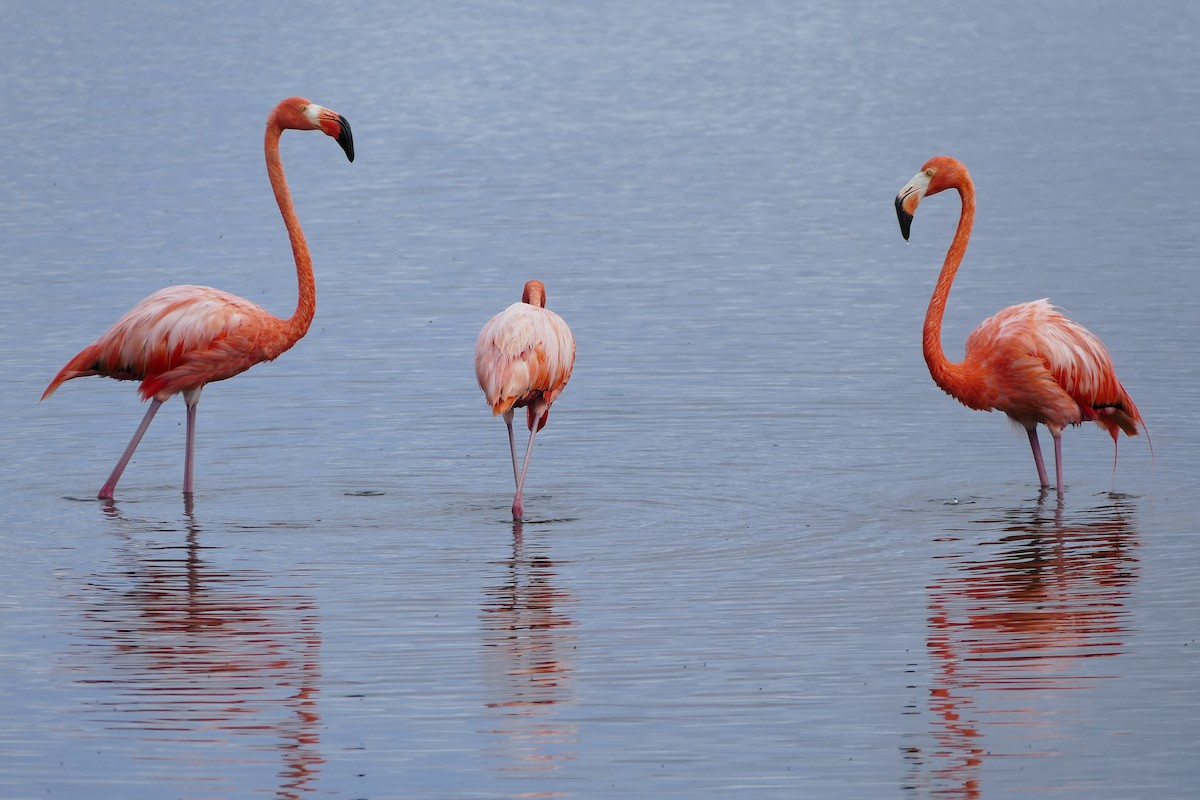 American Flamingo - ML642796454