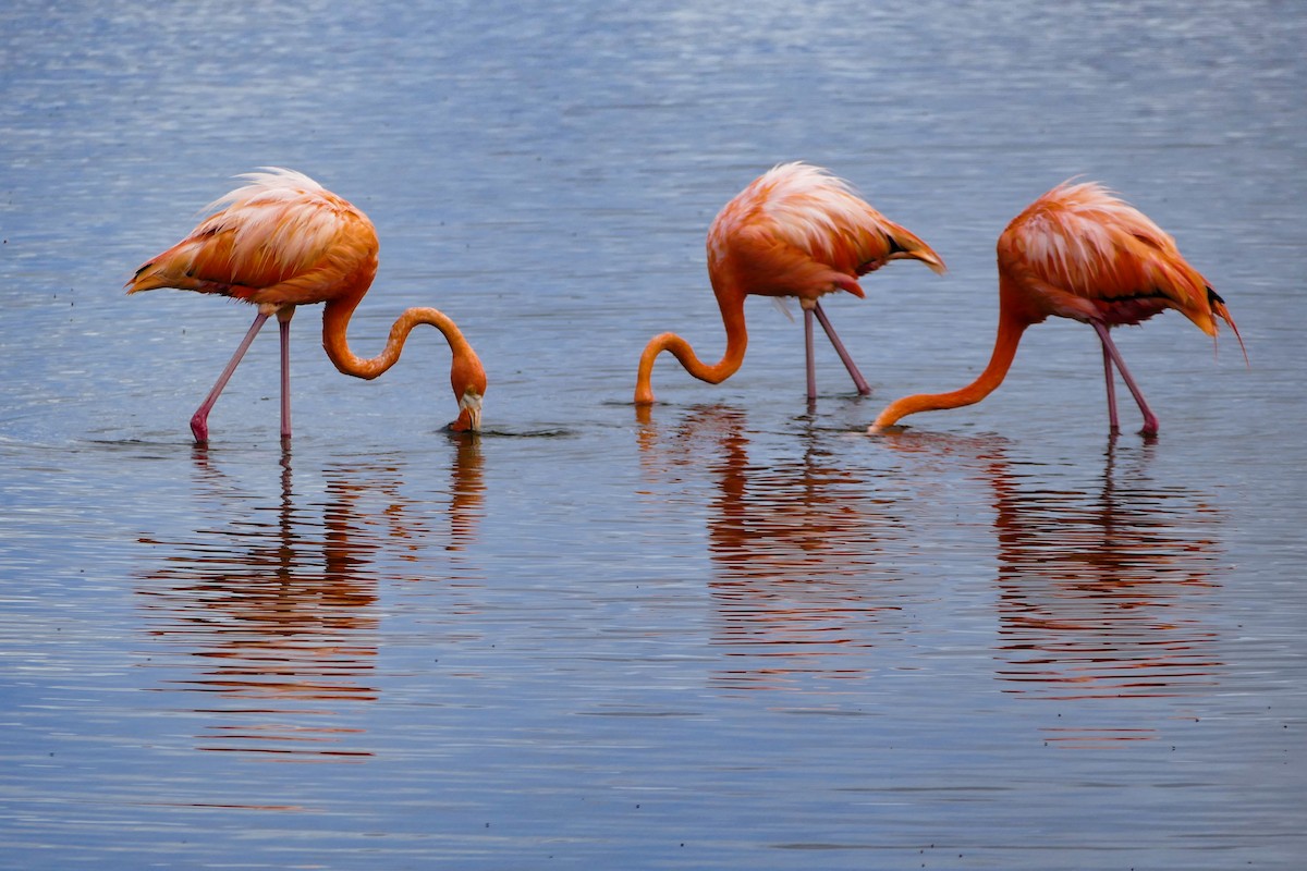 American Flamingo - ML642796455