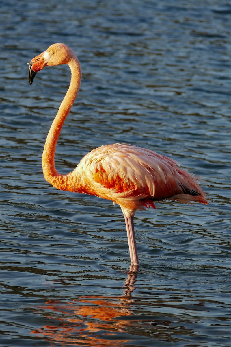 American Flamingo - ML642796456