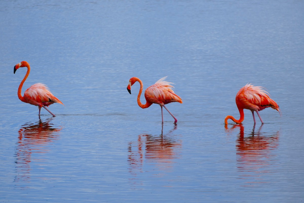 American Flamingo - ML642796457