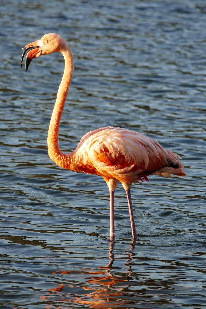 American Flamingo - ML642796458