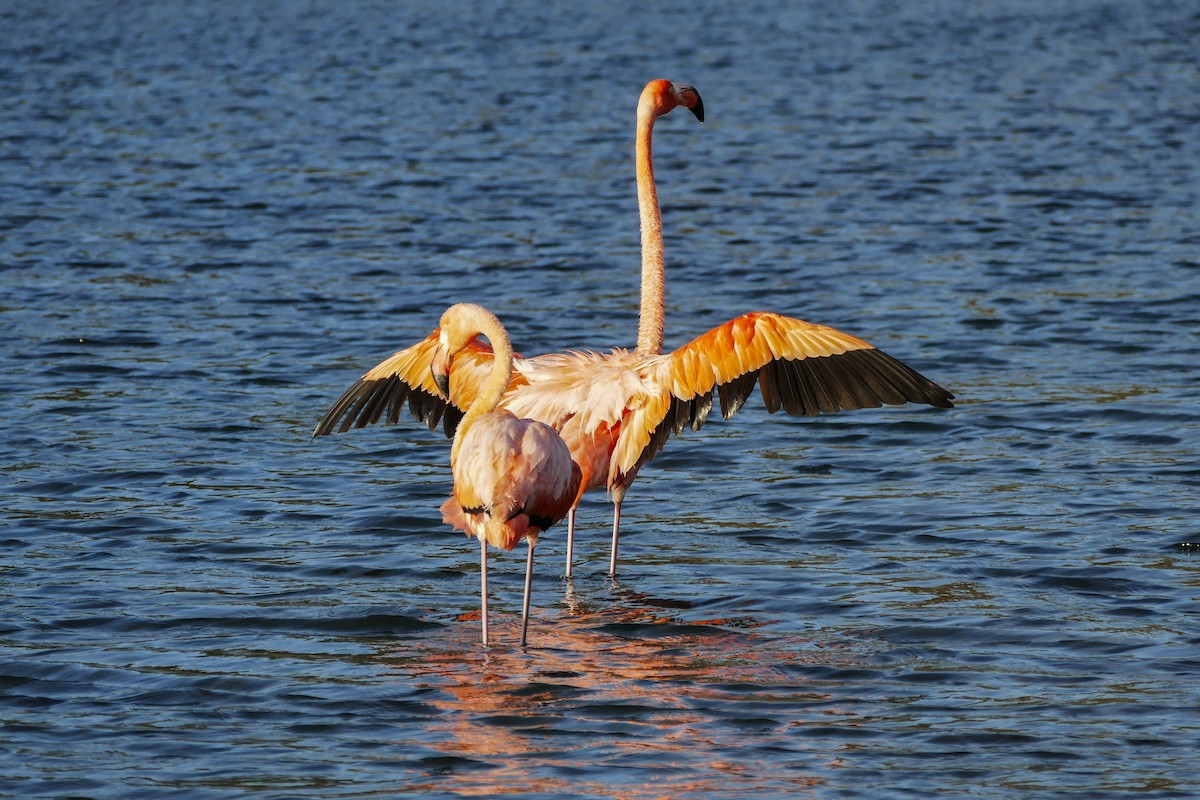 American Flamingo - ML642796459