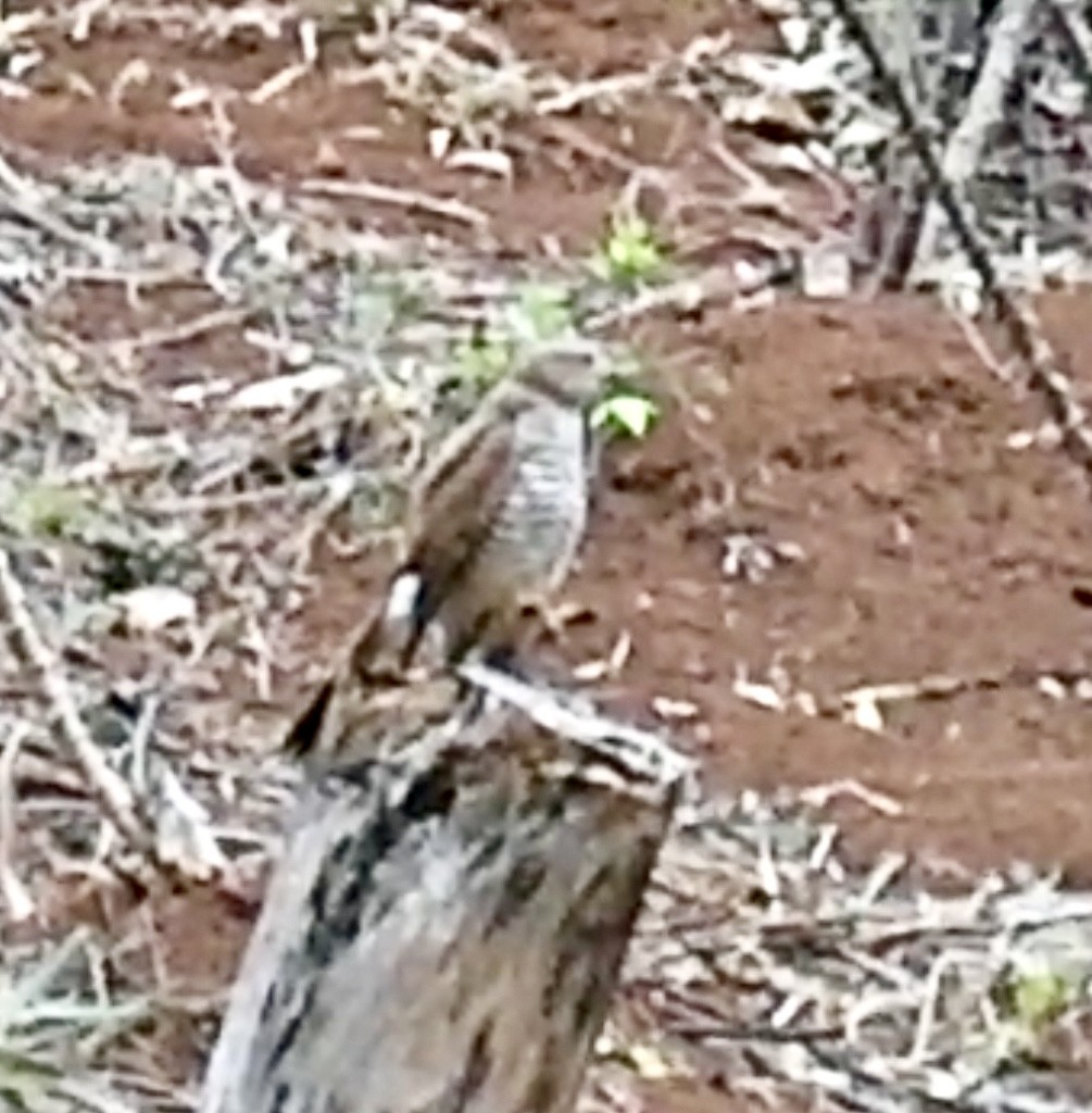 Frances's Sparrowhawk - ML642796463