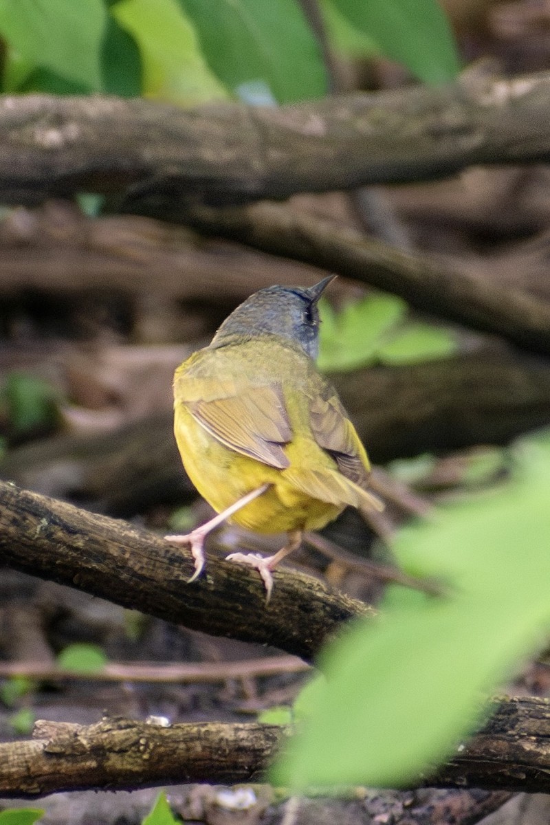 Mourning Warbler - ML642796464