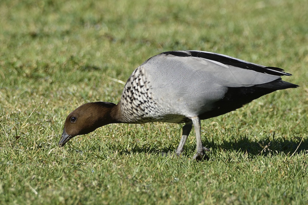 Maned Duck - ML642796482