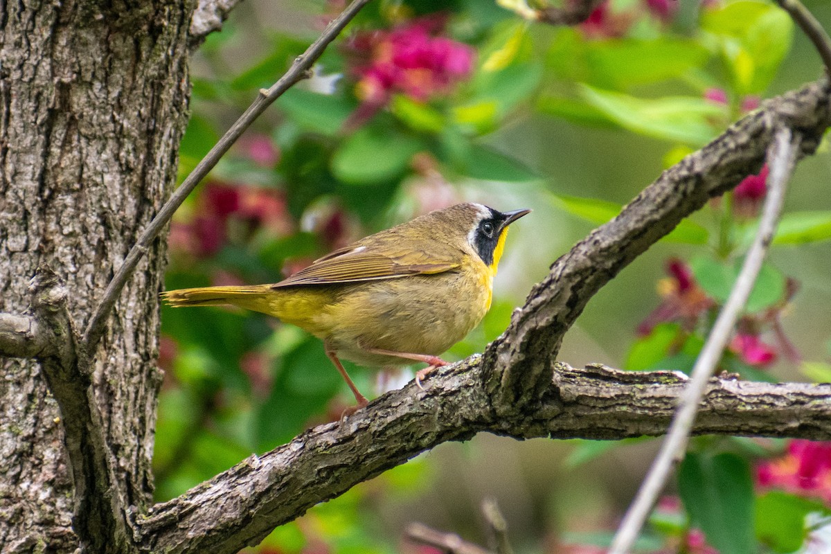 Common Yellowthroat - ML642796484