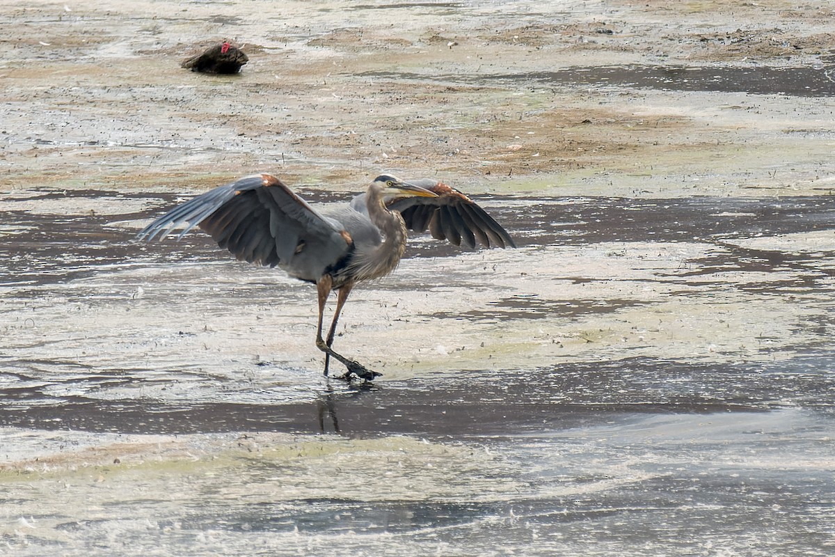 Great Blue Heron - ML642796489