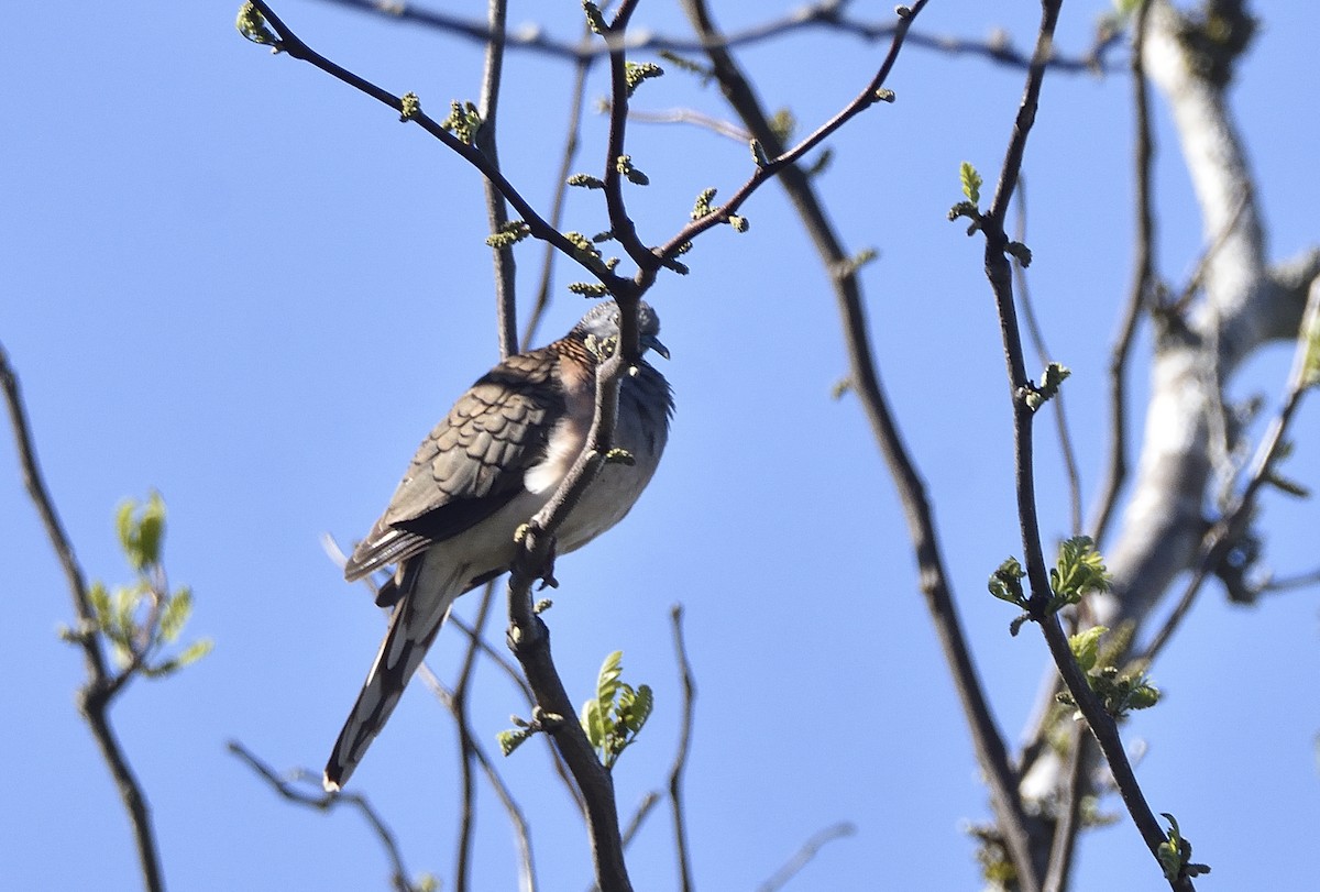 Bar-shouldered Dove - ML642796491