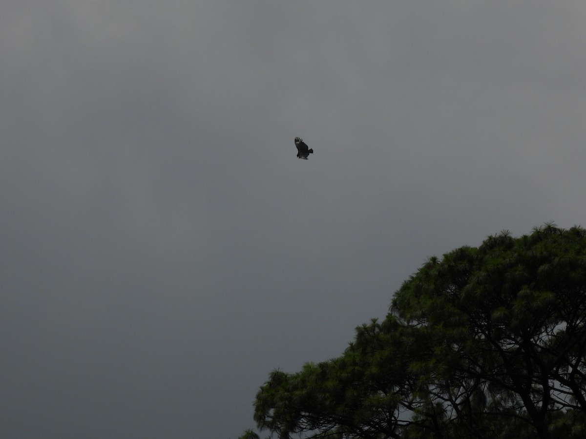 Black Vulture - ML642796494