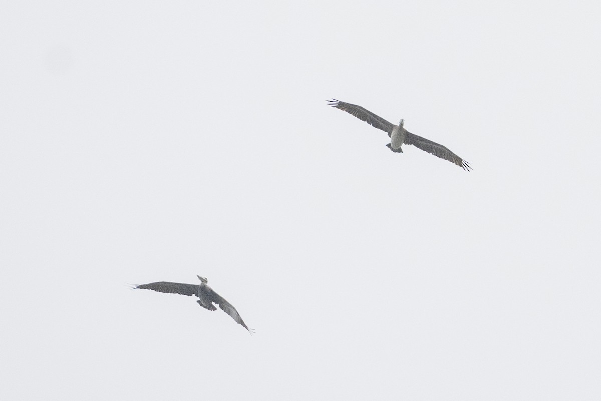 Brown Pelican - ML642796514