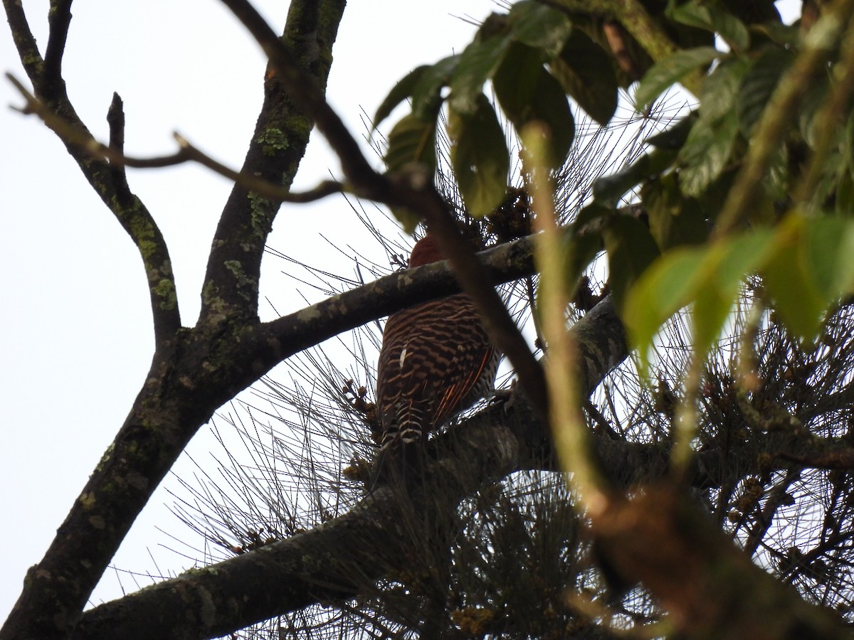 Guatemalan Flicker - ML642796535