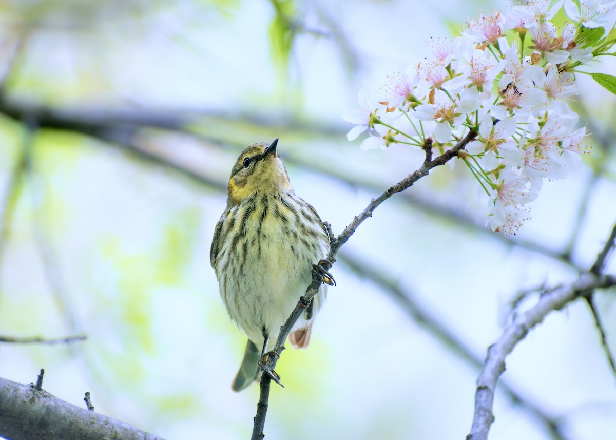 Cape May Warbler - ML642796537