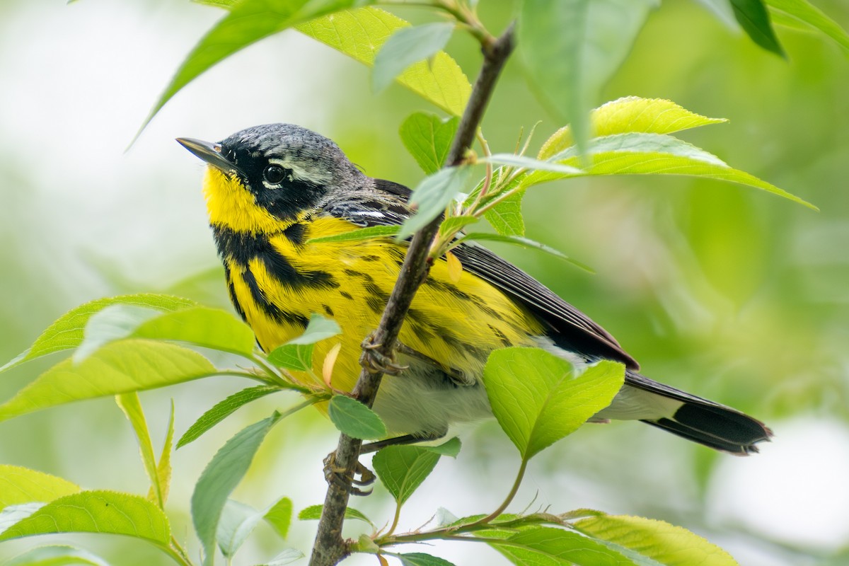 Magnolia Warbler - ML642796552
