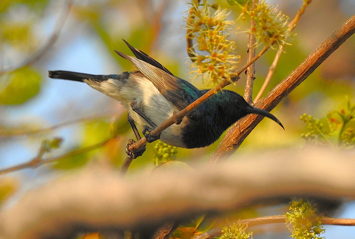 White-bellied Sunbird - ML642796553