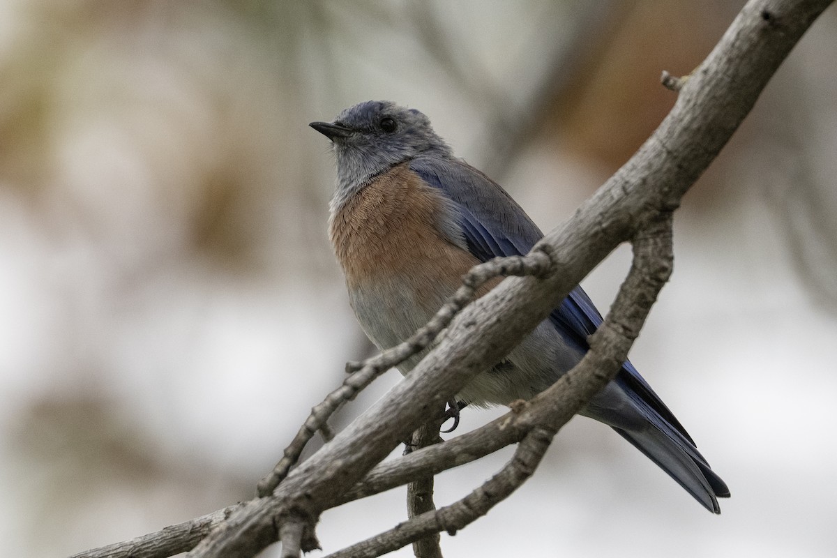 Western Bluebird - ML642796555