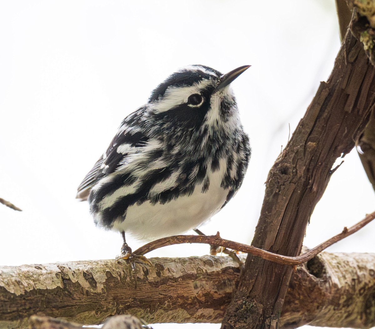 Black-and-white Warbler - ML642796561
