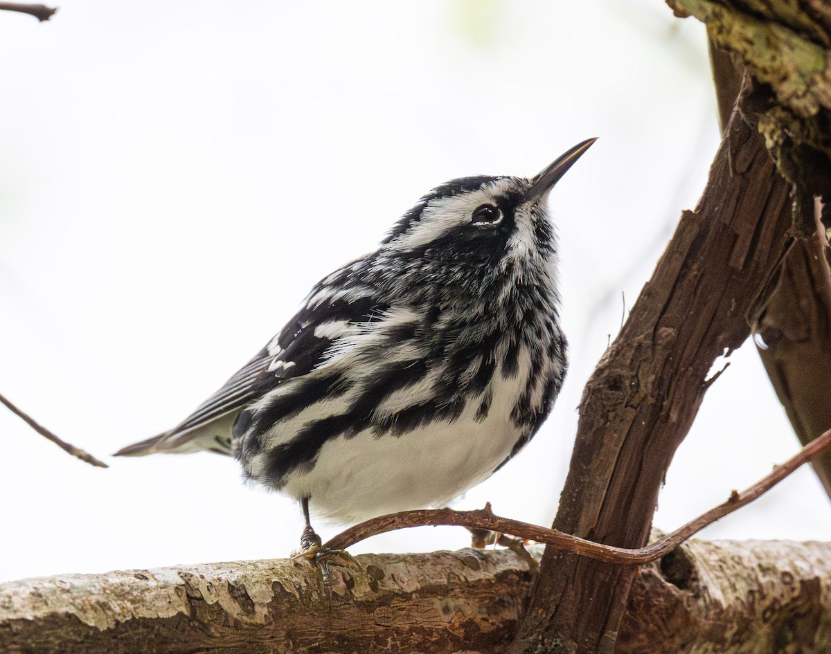 Black-and-white Warbler - ML642796562