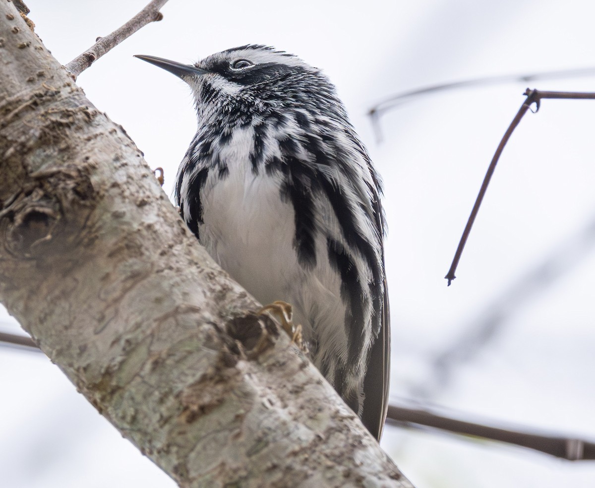 Black-and-white Warbler - ML642796563