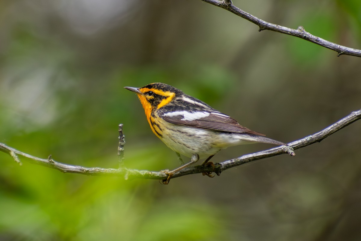 Blackburnian Warbler - ML642796577
