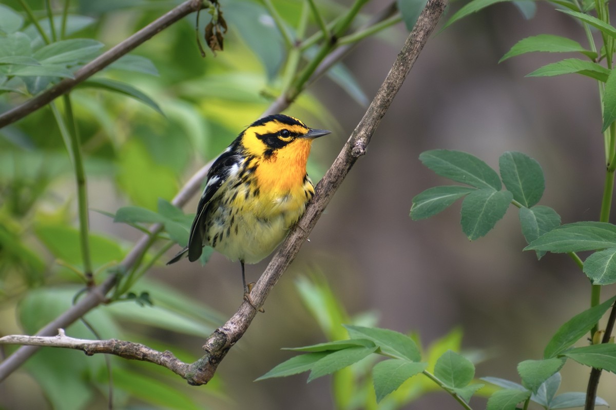 Blackburnian Warbler - ML642796578