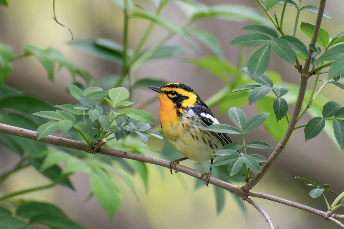 Blackburnian Warbler - ML642796579