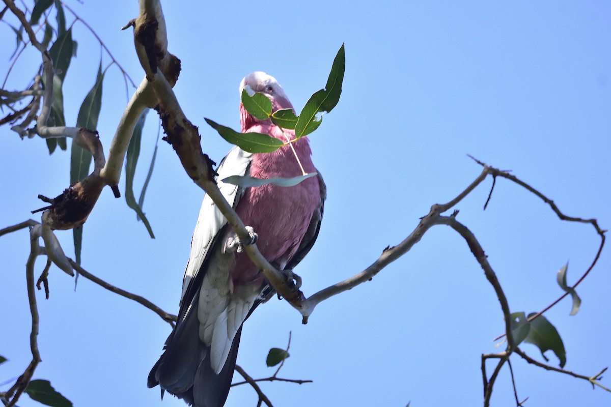 Galah - ML642796580