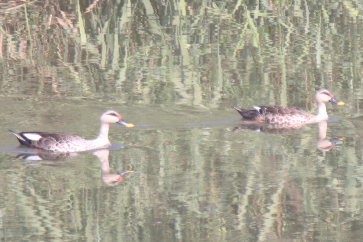 Indian Spot-billed Duck - ML642796587