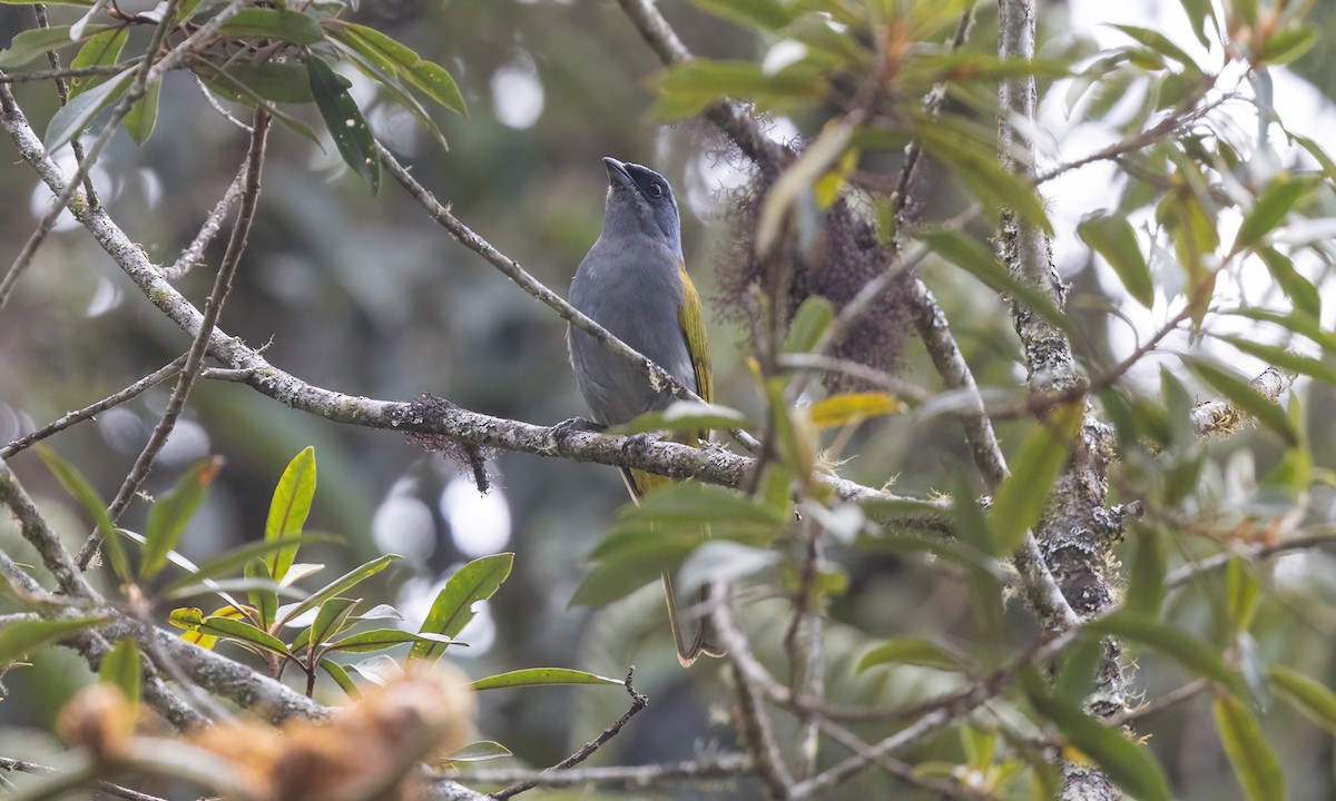 Blue-capped Tanager - ML642796595