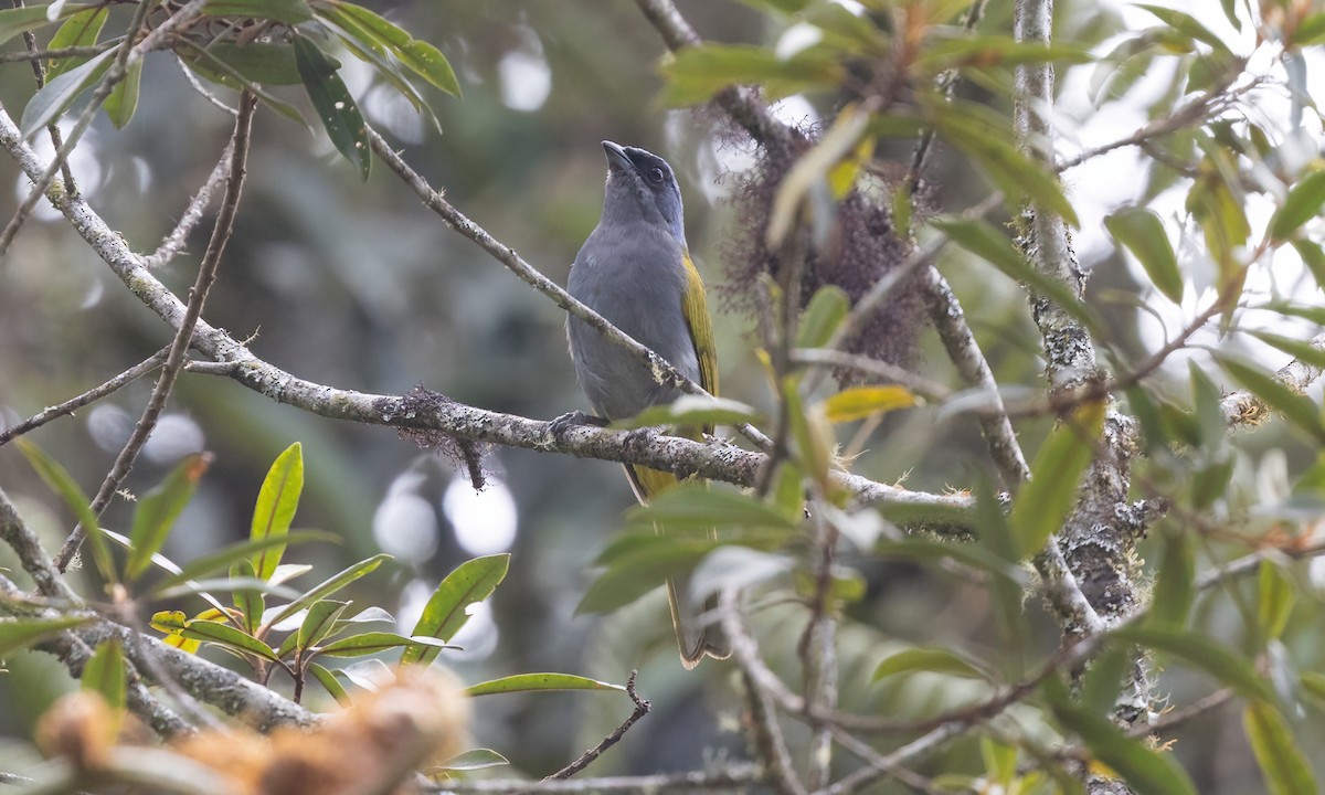 Blue-capped Tanager - ML642796596