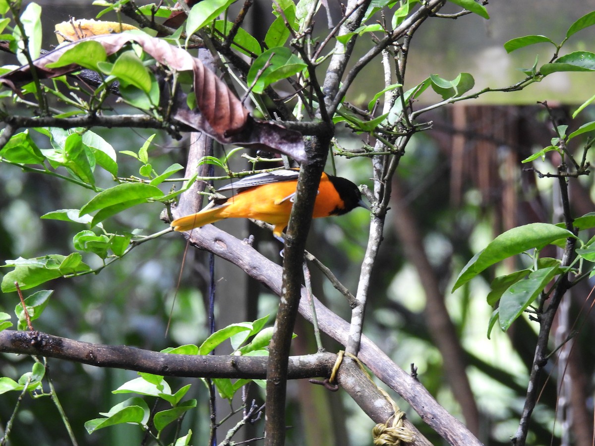 Baltimore Oriole - ML642796598