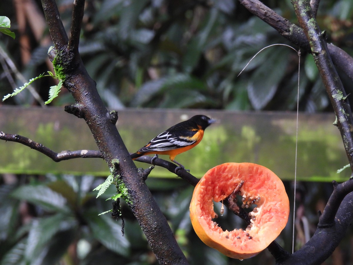 Baltimore Oriole - ML642796599