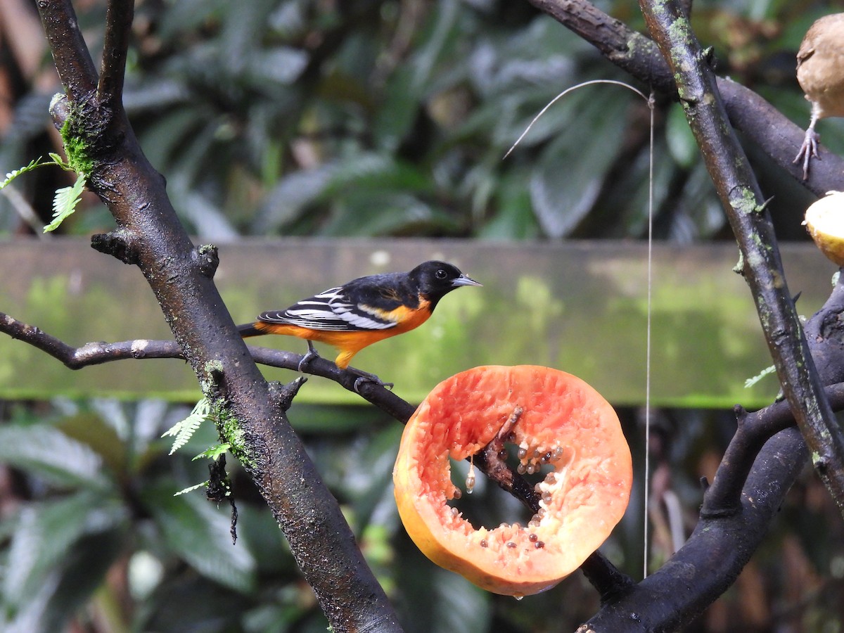 Baltimore Oriole - ML642796600