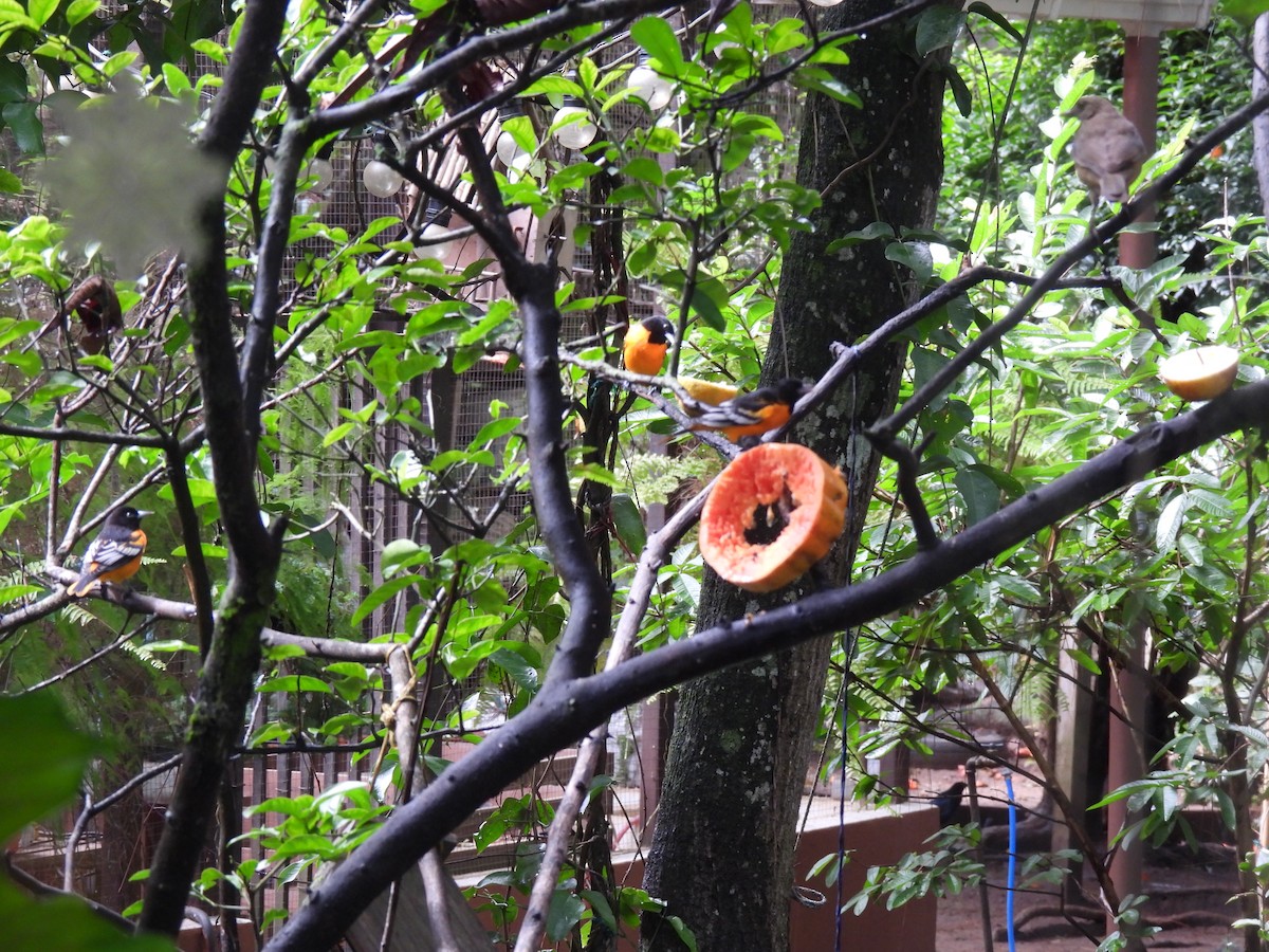 Baltimore Oriole - ML642796601