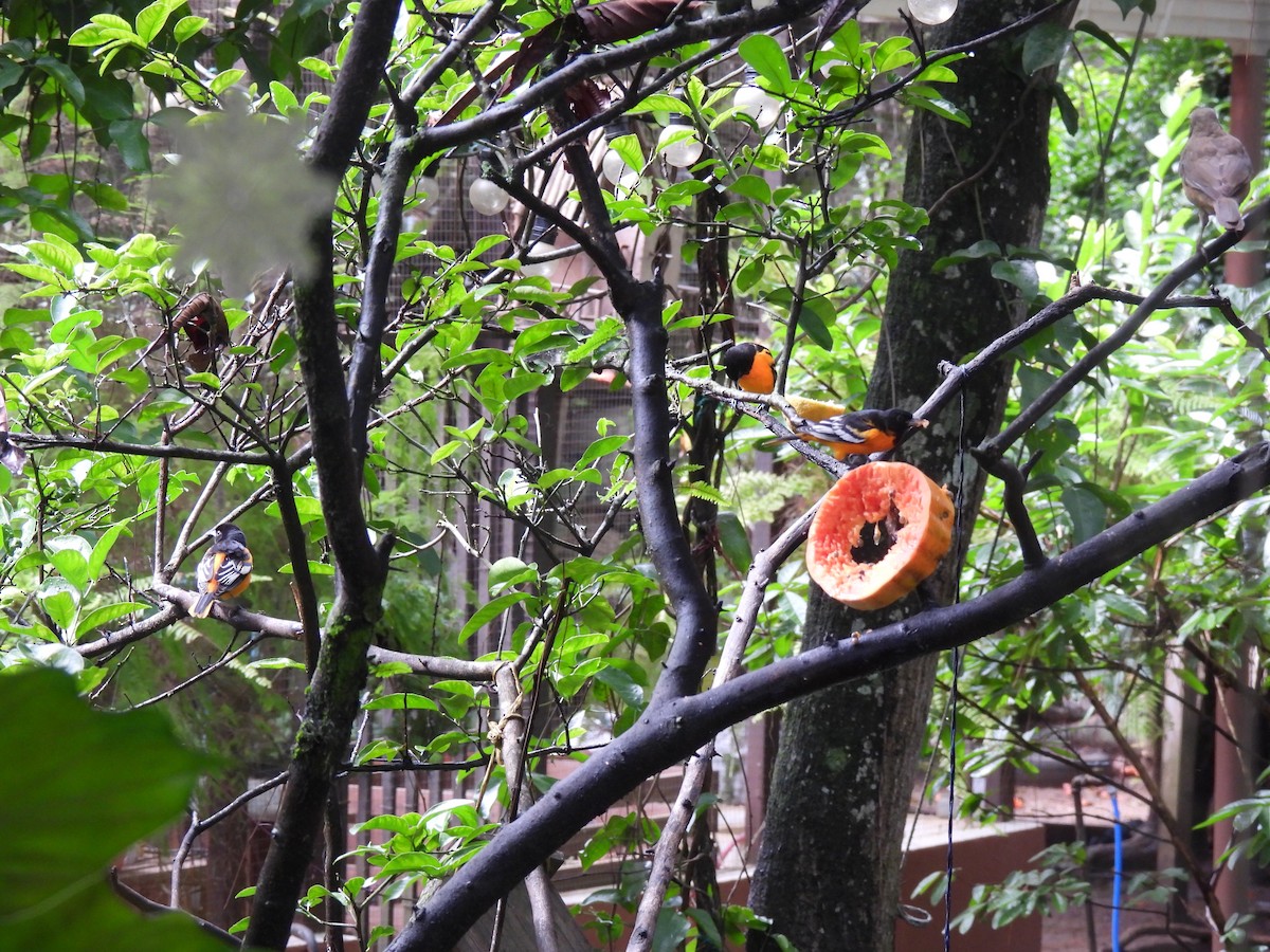 Baltimore Oriole - ML642796602