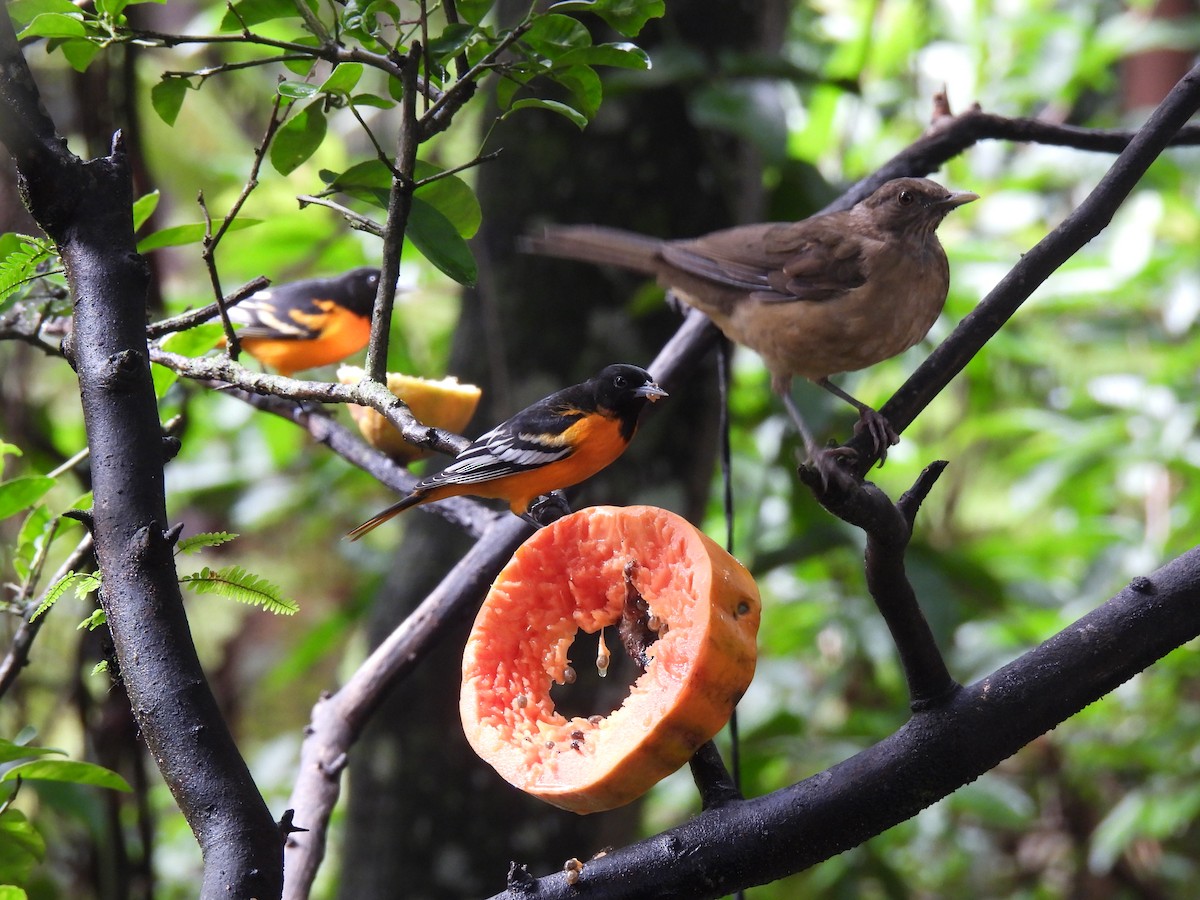Baltimore Oriole - ML642796603