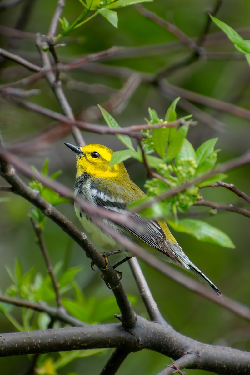 Black-throated Green Warbler - ML642796612